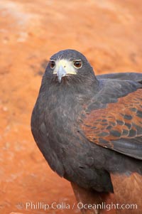 Harris hawk, Parabuteo unicinctus