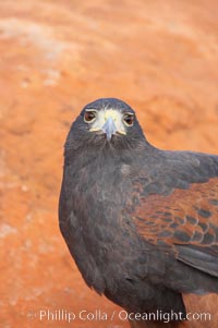 Harris hawk, Parabuteo unicinctus