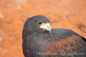 Harris hawk, Parabuteo unicinctus