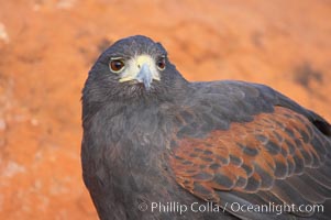 Harris hawk, Parabuteo unicinctus