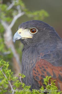 Harris hawk, Parabuteo unicinctus