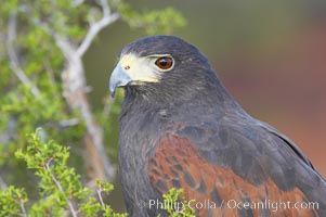 Harris hawk, Parabuteo unicinctus