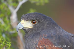 Harris hawk, Parabuteo unicinctus