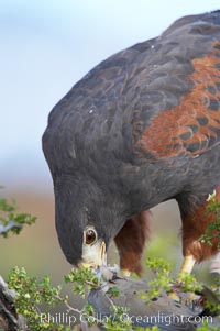 Harris hawk devours a dove, Parabuteo unicinctus