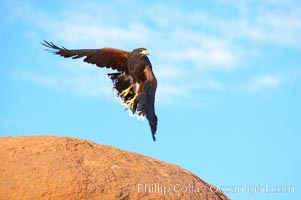 Harris hawk in flight, Parabuteo unicinctus