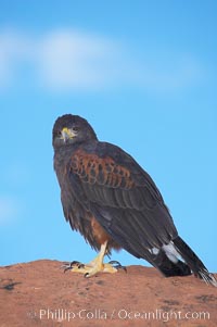 Harris hawk, Parabuteo unicinctus