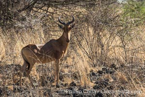 Hartebeest, Meru National Park, Kenya, Alcelaphus buselaphus