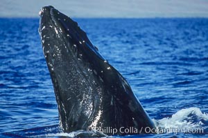 North Pacific humpback whale, escort, rostrum showing wounded tubercles, Megaptera novaeangliae, Maui