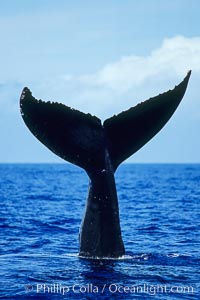 North Pacific humpback whale, fluke held above water, Megaptera novaeangliae, Maui