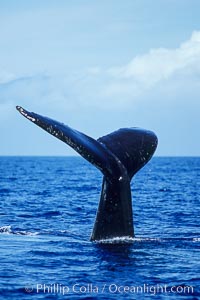 North Pacific humpback whale, fluke held above water, Megaptera novaeangliae, Maui