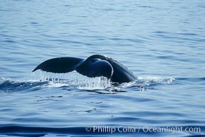 North Pacific humpback whale, fluke raised prior to dive, Megaptera novaeangliae, Maui