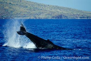 North Pacific humpback whale performing a peduncle throw, Megaptera novaeangliae, Maui