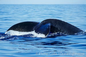 North Pacific humpback whale, fluke (tail) raised prior to dive, Megaptera novaeangliae, Maui