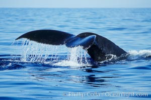 North Pacific humpback whale, fluke (tail) raised prior to dive, Megaptera novaeangliae, Maui