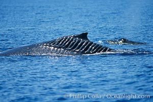 Blade Runner, the injured North Pacific humpback whale, is seen with her calf swimming alongside. This humpback whale showing extensive scarring, almost certainly from a boat propeller, on dorsal ridge.  This female North Pacific humpback whale was first seen with the depicted lacerations near the island of Maui in the Hawaiian Islands in the mid-90s, and is the original humpback to bear the name 'Blade Runner'. This female has apparently recovered, as evidenced by her calf in the background. A South Pacific humpback whale endured a similar injury in Sydney Australia in 2001, and bears a remarkably similar scar pattern to the above-pictured whale, Megaptera novaeangliae