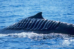 North Pacific humpback whale showing extensive scarring, almost certainly from a boat propeller, on dorsal ridge.  This female North Pacific humpback whale was first seen with the depicted lacerations near the island of Maui in the Hawaiian Islands in the mid-90s, and is the original humpback to bear the name 'Blade Runner'. This female has apparently recovered, as evidenced the calf she was observed nurturing. A South Pacific humpback whale endured a similar injury in Sydney Australia in 2001, and bears a remarkably similar scar pattern to the above-pictured whale.