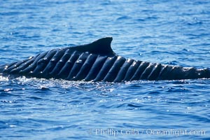 North Pacific humpback whale showing extensive scarring, almost certainly from a boat propeller, on dorsal ridge.  This female North Pacific humpback whale was first seen with the depicted lacerations near the island of Maui in the Hawaiian Islands in the mid-90s, and is the original humpback to bear the name 'Blade Runner'.  This female has apparently recovered, as evidenced the calf she was observed nurturing. A South Pacific humpback whale endured a similar injury in Sydney Australia in 2001, and bears a remarkably similar scar pattern to the above-pictured whale, Megaptera novaeangliae