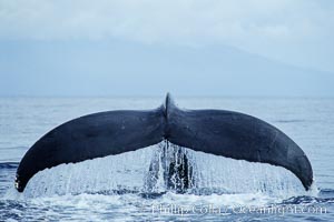 North Pacific humpback whale, fluke raised prior to dive, Megaptera novaeangliae, Maui