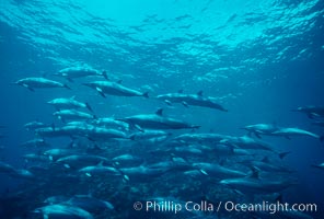 Hawaiian spinner dolphin, Stenella longirostris, Lanai