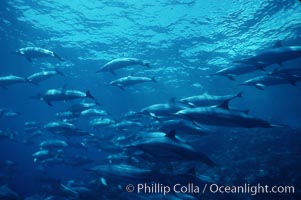 Hawaiian spinner dolphin, Stenella longirostris, Lanai