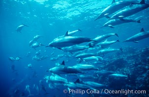 Hawaiian spinner dolphin, resting herd swimming along reef.