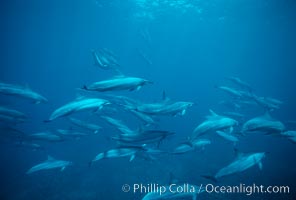 Hawaiian spinner dolphin, Stenella longirostris, Lanai