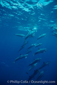 Hawaiian spinner dolphin, Stenella longirostris, Lanai