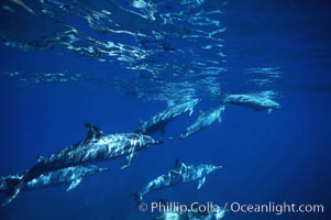 Hawaiian spinner dolphin, Stenella longirostris, Lanai