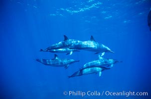 Hawaiian spinner dolphin, Lanai, Hawaii.  Stenella longirostris.