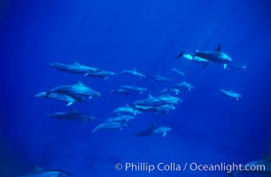 Hawaiian spinner dolphin, Stenella longirostris, Lanai