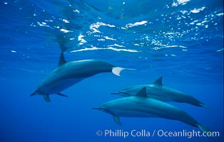 Hawaiian spinner dolphin, Stenella longirostris, Lanai