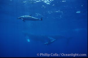 Spinner dolphins (2) alongside humpback whales. Maui, Hawaii, USA, Megaptera novaeangliae, Stenella longirostris, natural history stock photograph, photo id 04533