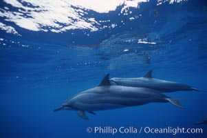 Hawaiian spinner dolphin. Lanai, USA, Stenella longirostris, natural history stock photograph, photo id 04982