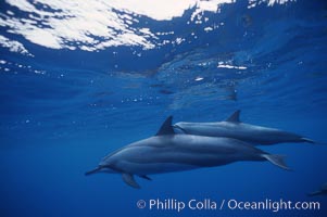 Hawaiian spinner dolphin, Stenella longirostris, Lanai