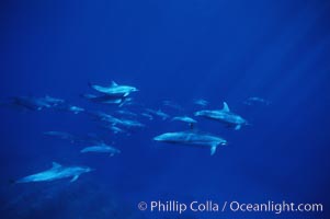 Hawaiian spinner dolphin, Stenella longirostris, Lanai