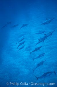 Hawaiian spinner dolphin, Stenella longirostris, Lanai