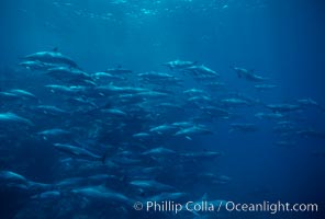 Hawaiian spinner dolphin, Stenella longirostris, Lanai