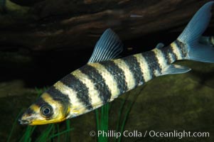 Headstander, Leporinus affinis