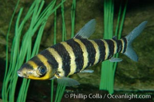 Headstander, Leporinus affinis