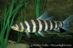 Headstander, Leporinus affinis