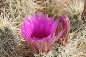 Springtime bloom of the hedgehog cactus (or calico cactus), Echinocereus engelmannii, Joshua Tree National Park, California