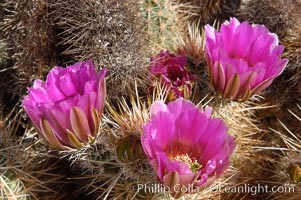 Springtime bloom of the hedgehog cactus (or calico cactus), Echinocereus engelmannii, Joshua Tree National Park, California