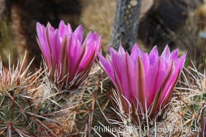 Springtime bloom of the hedgehog cactus (or calico cactus), Echinocereus engelmannii, Joshua Tree National Park, California