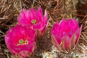 Image 11938, Hedgehog cactus blooms in spring. Joshua Tree National Park, California, USA, Echinocereus engelmannii, Phillip Colla, all rights reserved worldwide. Keywords: cactus, calico cactus, california, desert, desert wildflower, echinocereus engelmannii, environment, hedgehog cactus, joshua tree, joshua tree national park, national park, national parks, nature, outdoors, outside, plant, usa, wildflower.