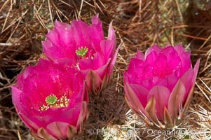 Hedgehog cactus blooms in spring, Echinocereus engelmannii, Joshua Tree National Park, California