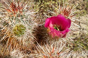 Hedgehog cactus blooms in spring, Echinocereus engelmannii, Joshua Tree National Park, California