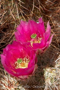 Hedgehog cactus blooms in spring, Echinocereus engelmannii, Joshua Tree National Park, California