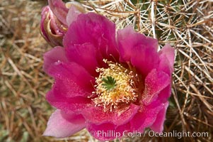 Hedgehog cactus blooms in spring, Echinocereus engelmannii, Joshua Tree National Park, California