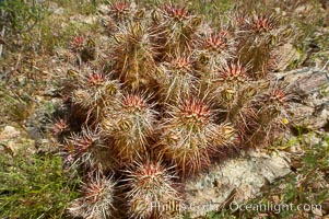 Hedgehog cactus, Echinocereus engelmannii, Joshua Tree National Park, California