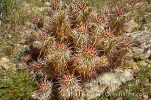 Hedgehog cactus, Echinocereus engelmannii, Joshua Tree National Park, California